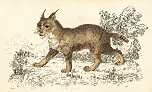 Predator Prints: Jungle cat, Felis chaus