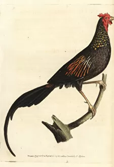 Jungle cock or Indian pheasant, Phasianus indicus