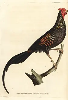 Polydore Prints: Jungle cock or Indian pheasant, Phasianus indicus