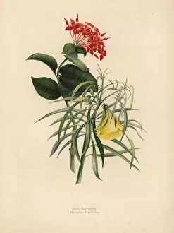Jungle geranium and yellow oleander