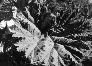 Images Dated 16th May 2011: Jungle Rhubarb