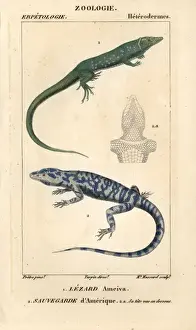 Jungle-runner, Ameiva ameiva, and tegu, Tupinambis teguixin