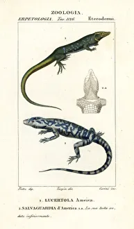 Runner Collection: Jungle runner and golden tegu