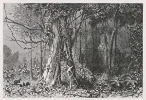 Jungle Scene, New Guinea