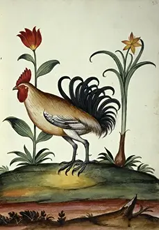 Galliformes Prints: Junglefowl