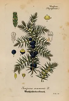 Communis Prints: Juniper, Juniperus communis