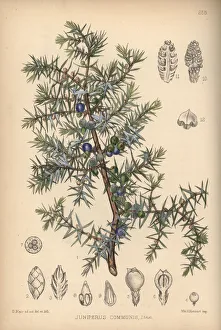 Medicinal Collection: Juniper tree, Juniperus communis