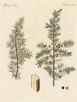 Berries Prints: Juniper tree, Juniperus communis