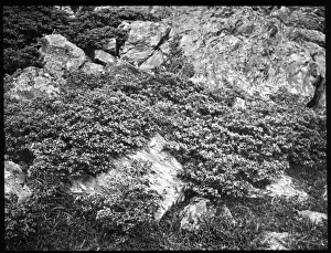 Juniperus Communis (Common Juniper)