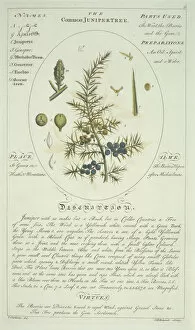 Medicinal Collection: Juniperus communis, juniper