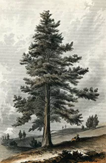 Notably Gallery: Juniperus Occidentalis