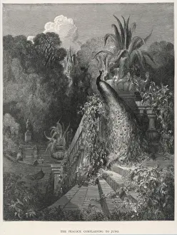 Juno & the Peacock