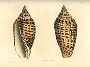 Polydore Prints: Junonia or Junos volute, Scaphella junonia