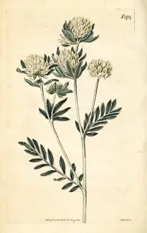 Leaved Prints: Jupiters beard, Anthyllis barba-jovis