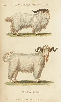 Kearsley Prints: Jusas goat and angora goat