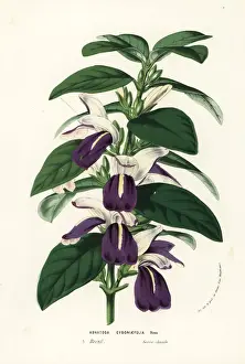 Justicia cydoniifolia