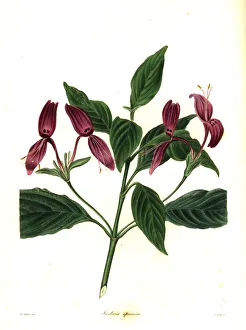 Nevitt Collection: Justicia lindaviana