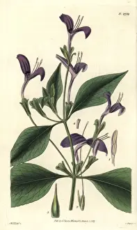Justicia Prints: Justicia speciosa, purple-flowered east-indian