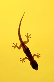 Amphibians Collection: A juvenile Common (Spiny-tailed) House Gecko hunts