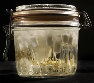 Spirit Jar Prints: Juvenile fish specimens