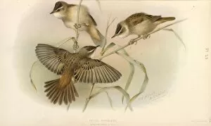 Acrocephalus Gallery: Juvenile Sedge Warbler