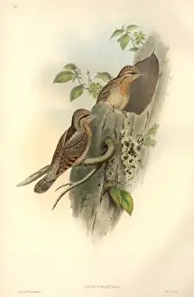 Hollow Prints: Jynx torquilla, northern wryneck