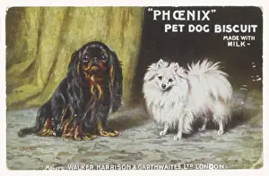 Pomeranian Prints: K C Spaniel and Pom