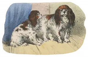 K C Spaniel Scrap