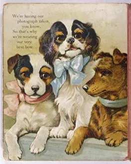 K C Spaniel and Terriers