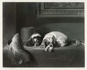 Dogs Collection: K C Spaniels (Landseer)