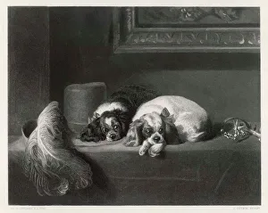 Landseer Collection: K C Spaniels (Landseer)