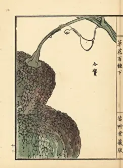 Gardenflower Prints: Kabocha or pumpkin fruit, Cucurbita pepo
