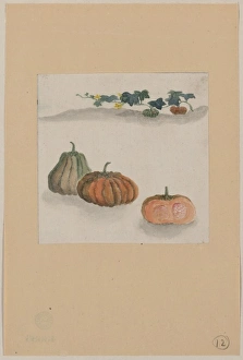 Squash Gallery: Kabocha squash with plant growing in the background