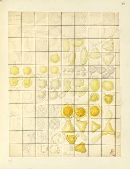 Images Dated 14th December 2015: Kaempferia roscoeana, Germinating pollen cells