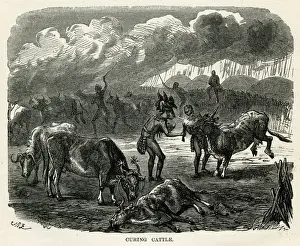 Curing Prints: Kaffir Curing Cattle