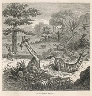 Kaffirs Prints: Kaffirs Hunt Giraffe