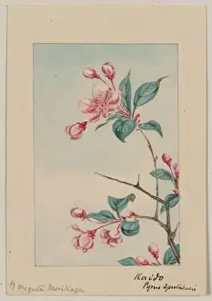 Kaido pyrus spectabalis i. e. spectabilis
