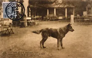 Belonging Prints: Kaisers Dog Lux