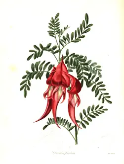 Claw Prints: Kaka beak, Clianthus puniceus