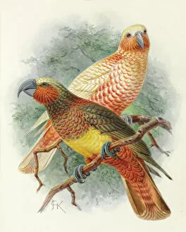A History Of The Birds Of New Zealand Gallery: Kaka, Nestor meridionalis