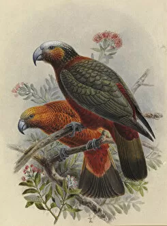 A History Of The Birds Of New Zealand Gallery: Kaka, Nestor meridionalis (variety on left)