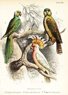 Ornithologist Prints: Kakapo, Major Mitchell's cockatoo and Alexandrine parakeet