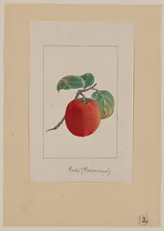 Persimmon Prints: Kaki (persimmon)