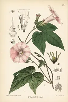 Ipomoea Prints: Kaladana or picotee morning glory, Ipomoea nil