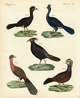 Penelope Gallery: Kalij pheasant, curassow, and guan