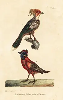Kalij pheasant, Lophura leucomelanos