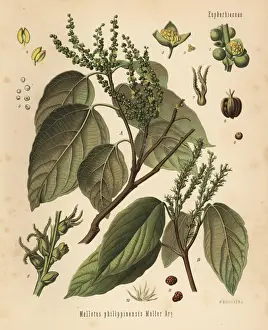 Kamala Prints: Kamala tree or kumkum tree, Mallotus philippinensis