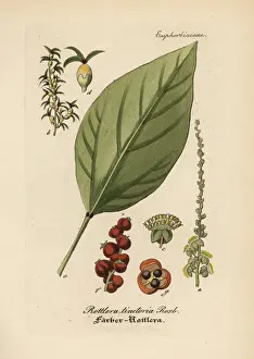 Kamala tree, Mallotus philippensis