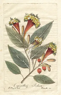 1786 Prints: Kamala tree, Mallotus philippensis