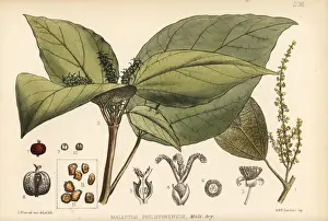 Kamala tree, Mallotus philippinensis
